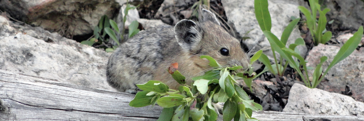 A pika with leafy vegetation in its mouth