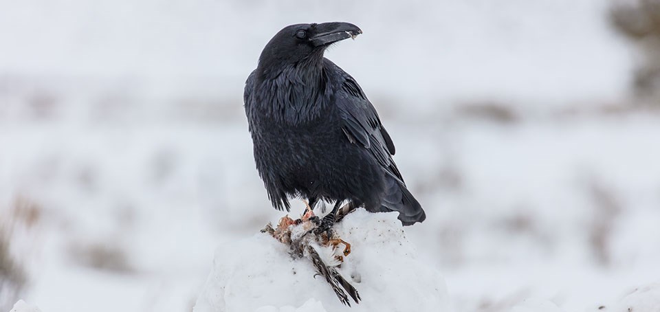 Raven sitting on snow eating carrion