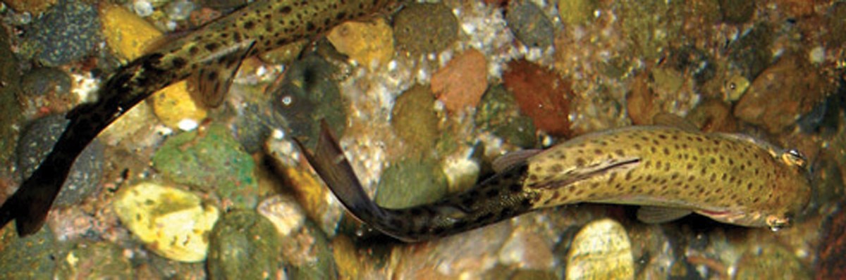 Two fish with dark, bent tails in shallow water