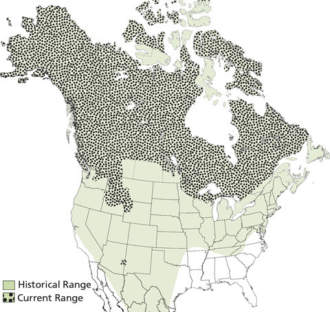 A map showing the current range of wolves in the United States and Canada and the historical range of wolves in the United States, Canada, and northern Mexico