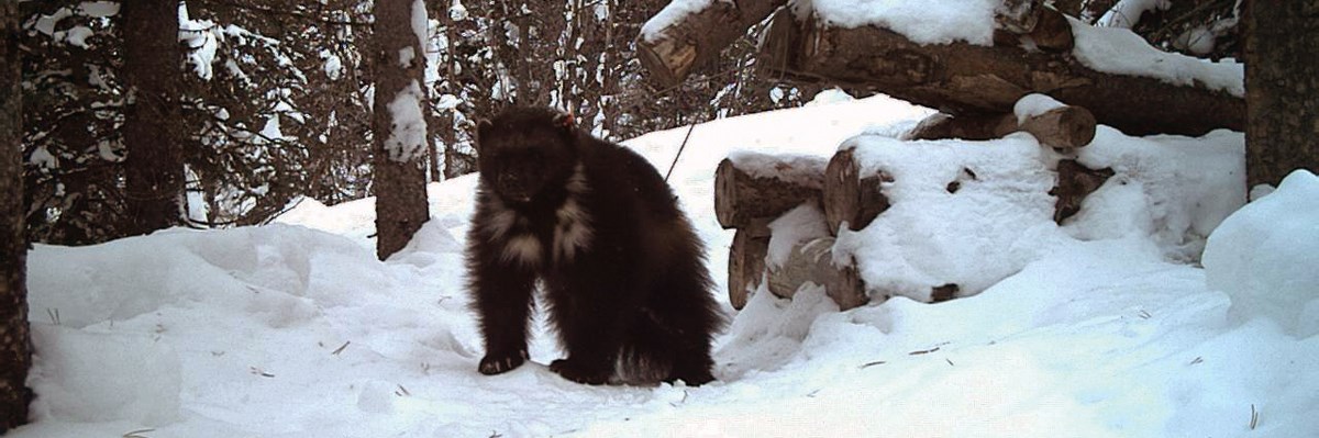A wolverine is near the entrance of a wooden trap