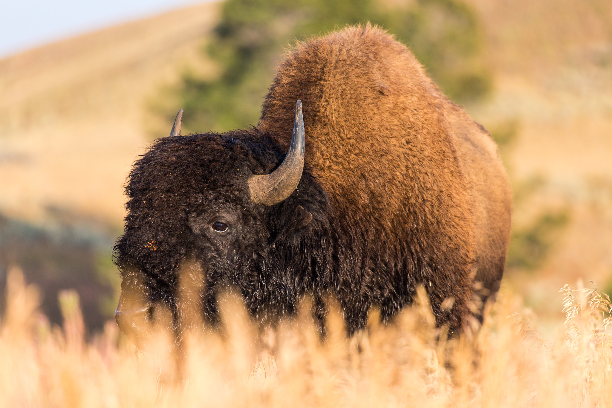 Bison, Blacktail Deer Plateau