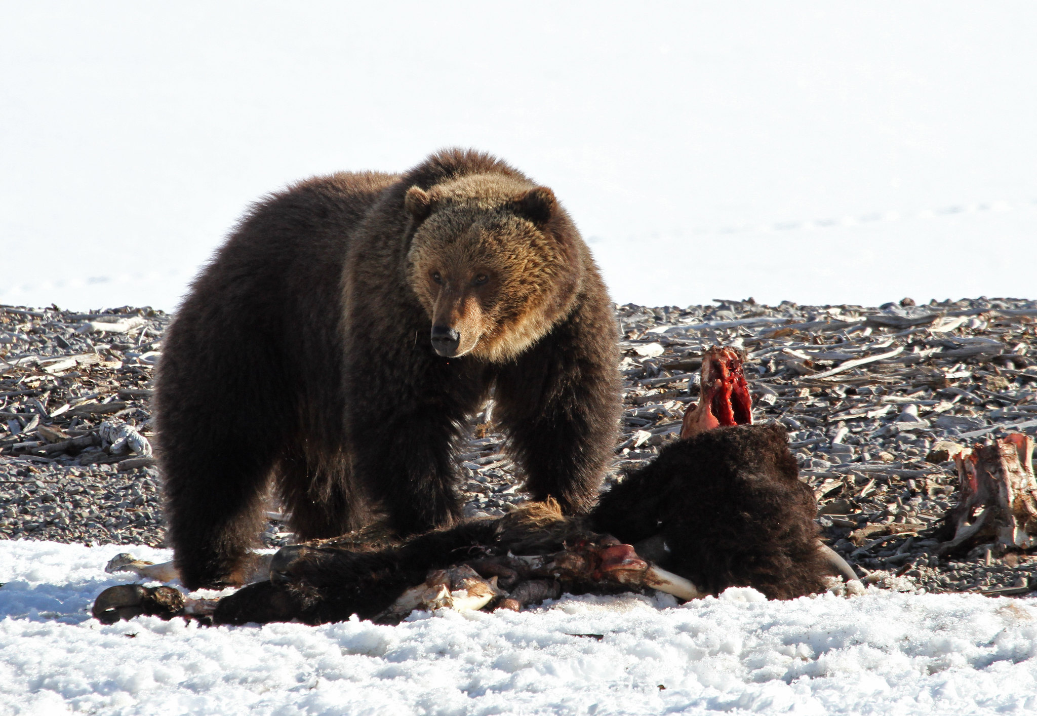 Grizzly bear on bison carcass