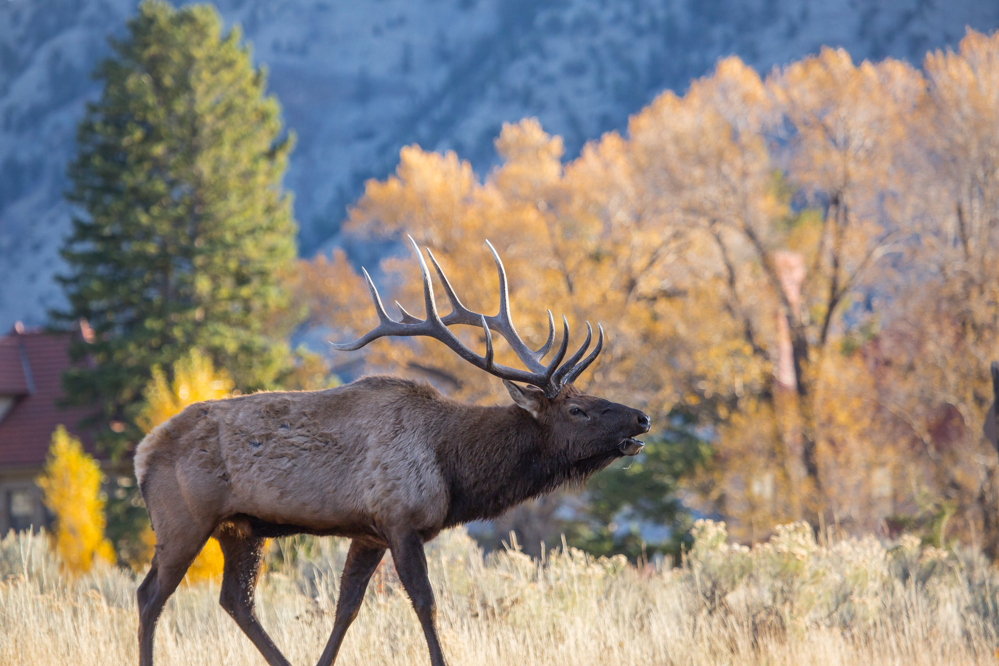 bull elk bugling