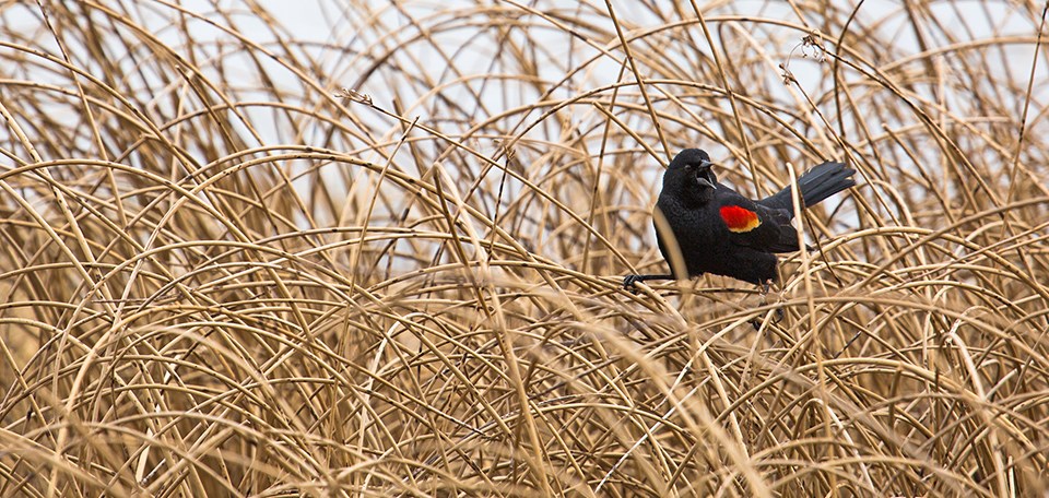 Black & red bird standing on tall reeds