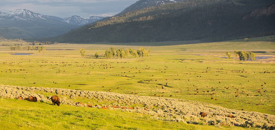 A large herd of bison graze in large meadow.
