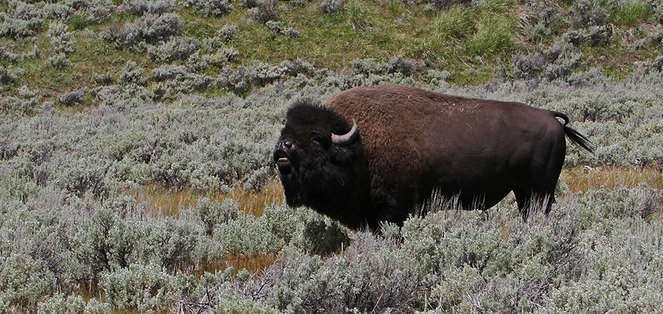 A bellowing bison