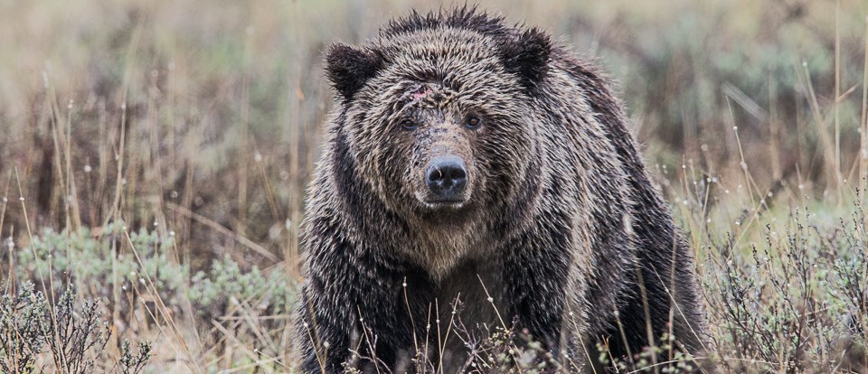 Photo of grizzly bear