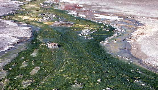 Green algae grows in the hot waters of the geyser and hot spring runoff channels.