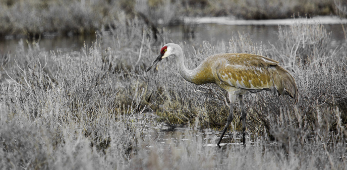 Sound Library - Sandhill Crane - Yellowstone National Park (U.S ...