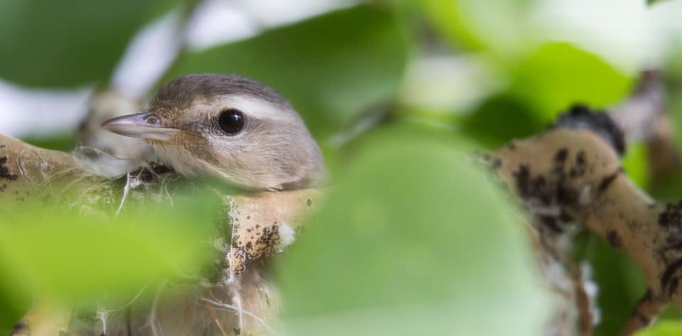 Warbling Vireo