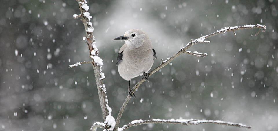 A gray and white bird on a tree branch with snow falling.