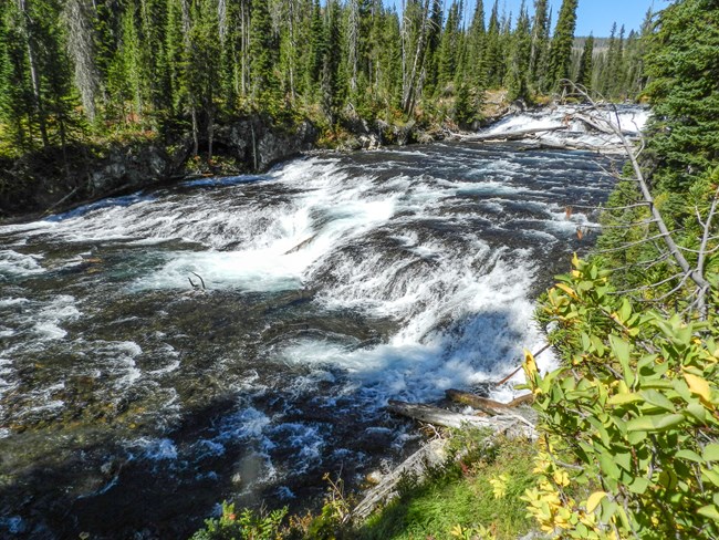 A river cascades down some rapids and through a lush conifer forest.