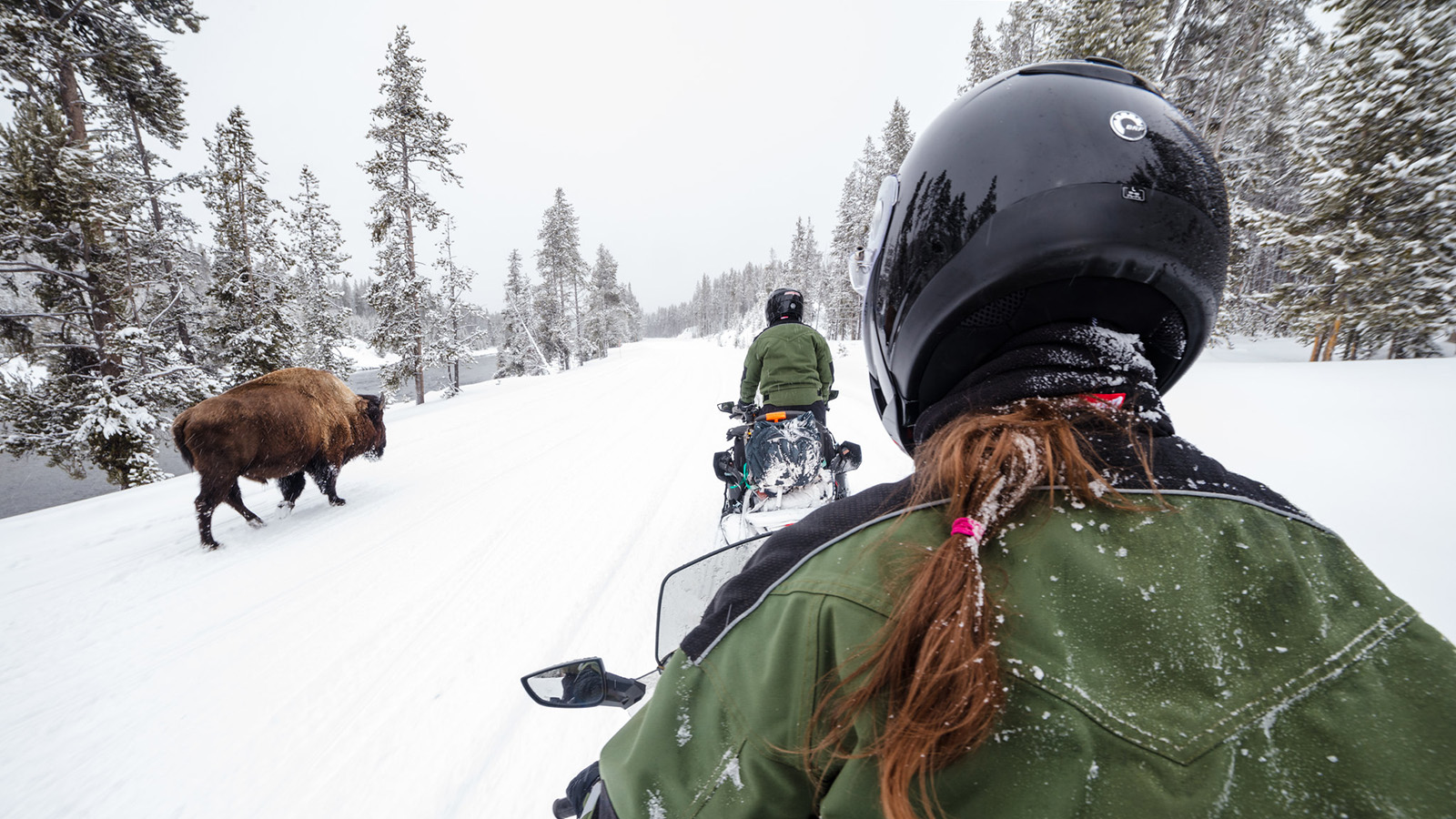 Snowmobiles pass bison in the road