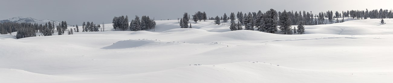 Snow blankets rolling hills while conifer trees grow along the ridge.