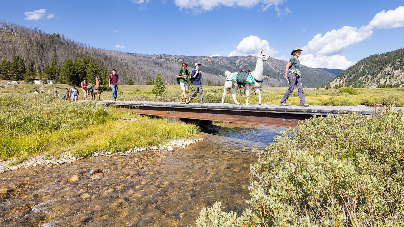 Llama outfitters crossing the Gallatin River on a foot bridge