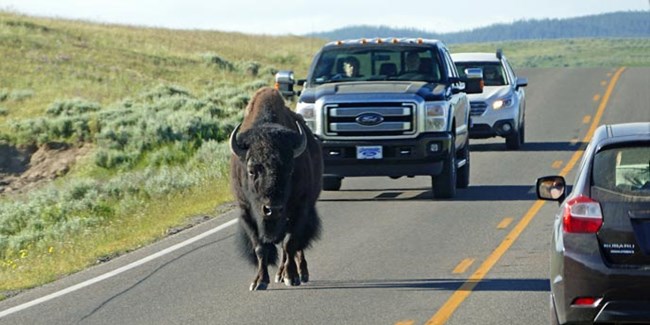 A bison followed by two vehicles walk down the right lane of a road