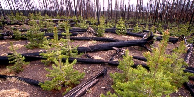 Young pine trees grow among burnt and downed logs