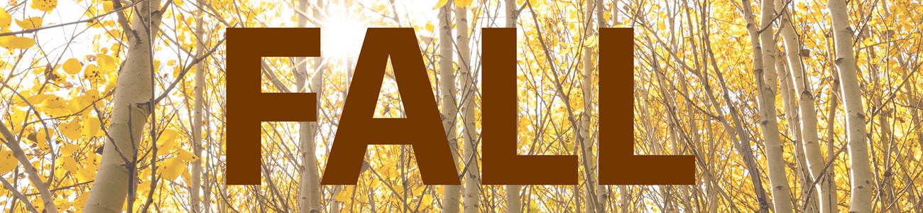 The words "Fall" over an image of yellow aspen leaves