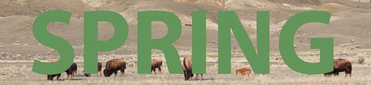 The word Spring overlayed over a herd of bison with a bison calf in a meadow.