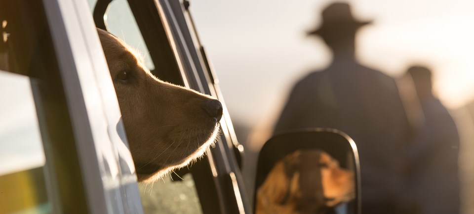 A dog waits in a car while its owner watches wildlife nearby.
