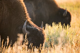 Two bison grazing