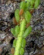 Aphids on Aster