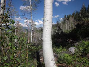 Quaking Aspen Trunk