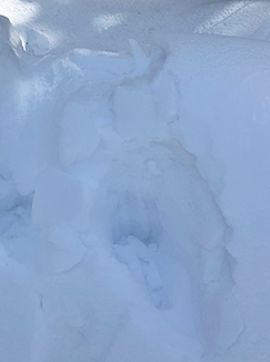 Bear tracks in snow on December 23, 2024.