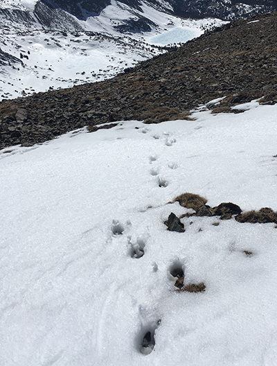 Bighorn sheep tracks in the snow on March 24, 2022.