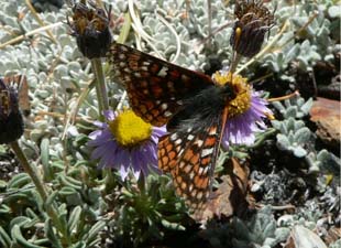 Checkerspot