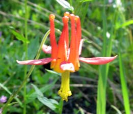 Crimson Columbine - flower