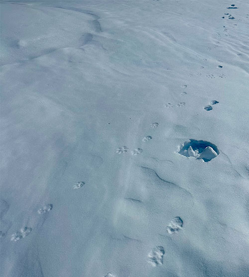 Even White tailed jack rabbit tracks break through wind crust on March 10, 2025.