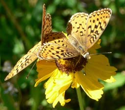 Fritillaries on Asteracae