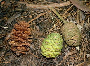 green sequoia cones