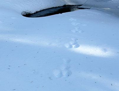 Hare tracks leading from the watering hole on January 20, 2026.