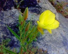 Hooker's Evening Primrose