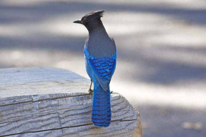 Blue- and black-colored bird (Steller's jay)