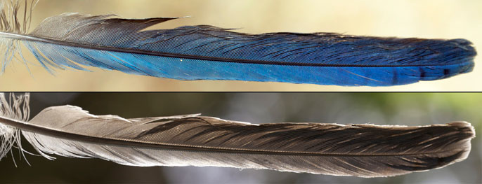 Steller's jay feather is blue when reflecting light, but gray when light is shone through it