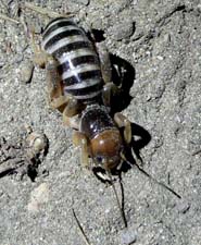 Jerusalem Cricket