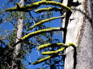 Lodgepole with Wolf Lichen