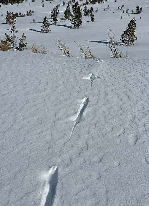 Long tailed weasel tracks and tunnel in Dana Meadows on February 13, 2026.