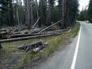 Downed trees caused by Mono Winds near Mono Pass Trailhead