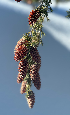 Mountain hemlock on December 21, 2024.
