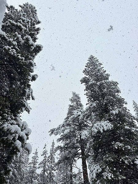 Snow falling on January 1, 2026.