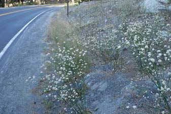 Nude Buckwheat