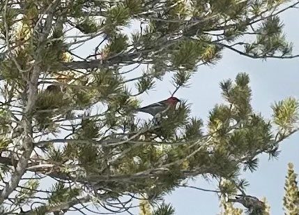 Pine grosbeak along the Tioga Road on December 18, 2025.