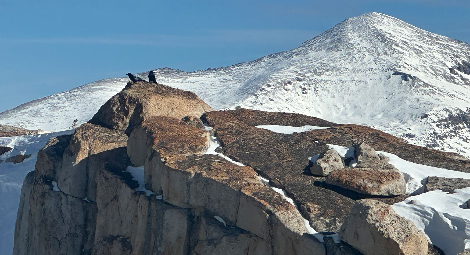 Ravens and Mt. Dana on January 5, 2025.