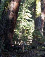 Red Fir with Wolf Lichen