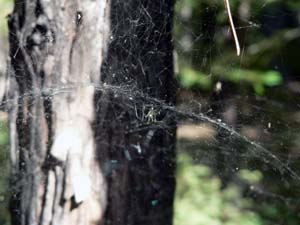 Sierra Dome Spider - image of dome/web